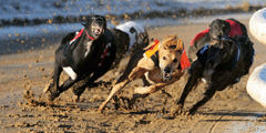 hove dogs