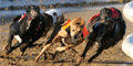 Greyhound Fixtures: Monday