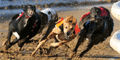 Bet365 Best Odds Guaranteed Dogs