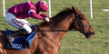 NIM Novices Hurdle Betting